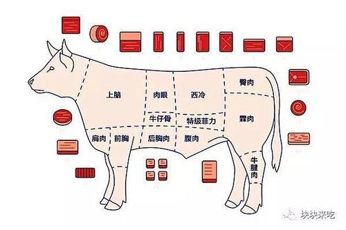 牛的哪个部位适合做牛排  哪个部位适合做牛排