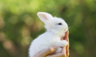 属兔几月出生最好命  2023年属兔几月出生最好命