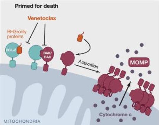 金催化反应释放活性药物杀死癌细胞  催化加氢反应活性怎么比较