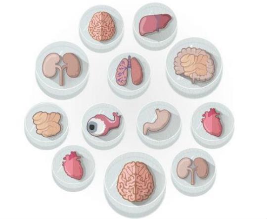 研究人员开发出一种培育简单人类肝脏的新方法  将人体器官从供