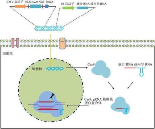 研究人员开发了一种工程化的迷你CRISPR基因组编辑系统  