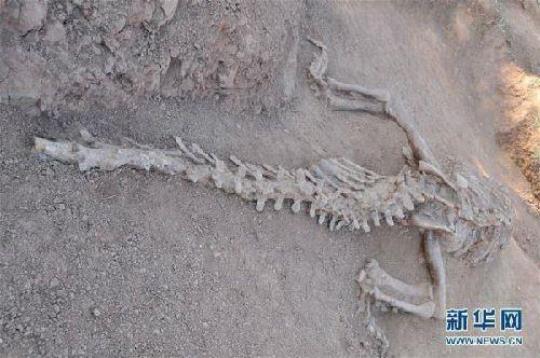 研究人员用心形尾骨描述恐龙