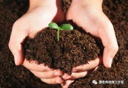 古老树梢上的土壤比我们脚下的土壤可以储存更多的碳 古老森林回收和储存碳的方式