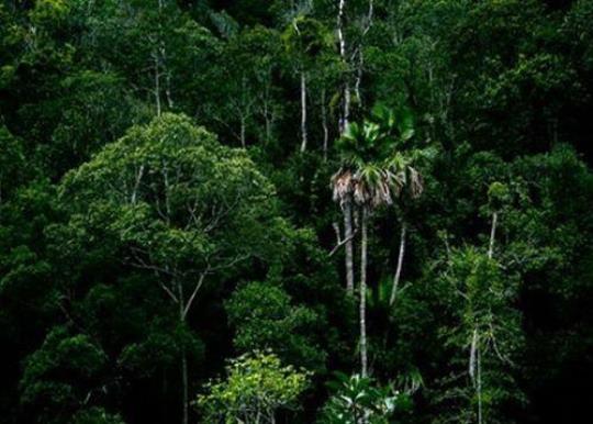 如果不理会热带森林可以以惊人的速度自行恢复 热带森林正在以惊