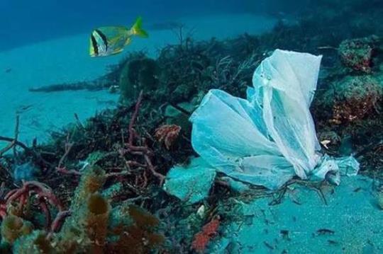 并非所有可生物降解的塑料都更容易在海洋中降解