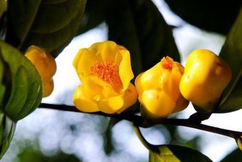 1960年，中国科学工作者首次在广西防城一带发现了一种金黄色的山茶花，被命名为 1960中国科学家回国潮