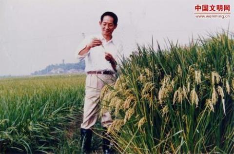 袁隆平是科学家，但整天在田野里。他创建了超级杂交稻技术体系，