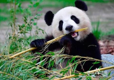大熊猫吃得最多的食物是什么?