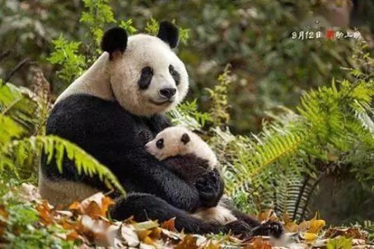 野外的大熊猫每天要花10~14小时用来吃，那么你了解团子们的便便嘛?