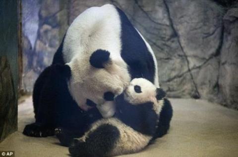 在野外生活的大熊猫妈妈一般选择在哪里生小宝宝呢?