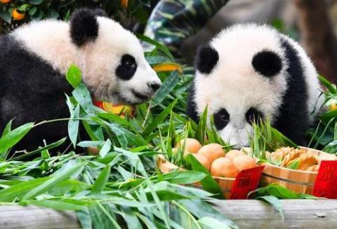 以下对大熊猫的描述哪个是正确的?