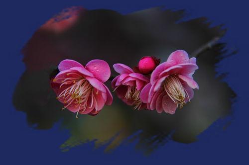 关于花朵争奇斗艳的诗句合集(实用) 争奇斗艳的花朵图片
