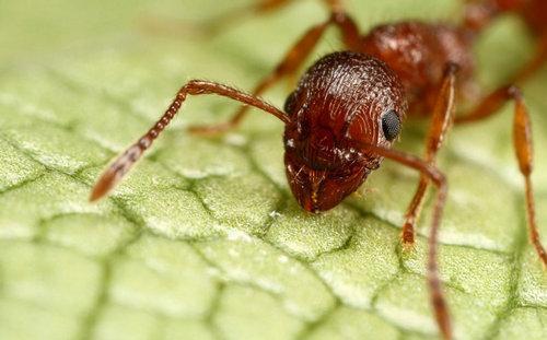 关于描写蚂蚁外貌的句子优美大全 关于描写蚂蚁的文章都有哪些