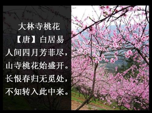 关于桃花景色的诗句合集(优选) 关于桃花景色的诗句