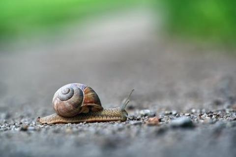 关于小蜗牛的唯美句子大全 两只蜗牛图片唯美