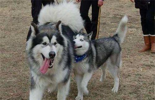 阿拉斯加雪橇犬和哈士奇怎么区别的 阿拉斯加雪橇犬哈士奇哪个好