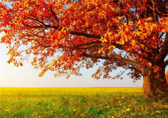关于形容秋天色彩斑斓的诗句合集(通用) 关于形容秋天的词语有哪些