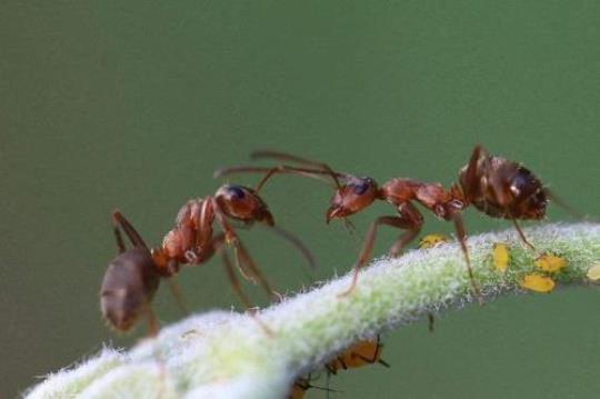 蚂蚁的唾液 蚂蚁唾液是酸性还是碱性