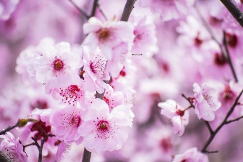 关于形容春天桃花的押韵诗句合集(实用) 关于形容春天的成语