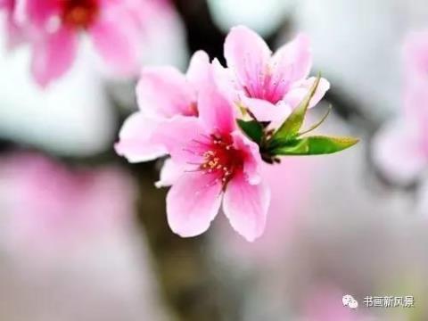 关于形容桃花的励志诗句合集(通用) 关于形容桃花的词语