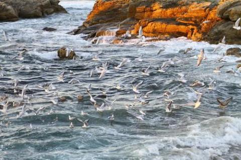 关于形容岩石海鸥的诗句合集(实用) 海边岩石怎么形容