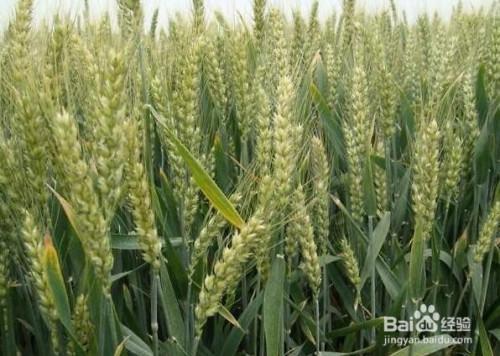 关于形容雪对小麦的好处的诗句合集(优选) 绿色的小麦怎么形容