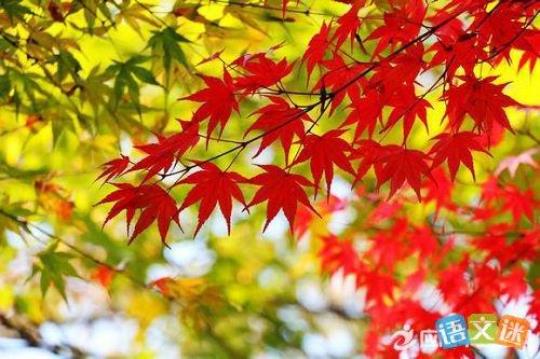 关于描写深秋红叶的优美句子大全 关于描写深秋的诗句古诗