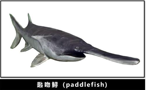 paddlefish是什么意思