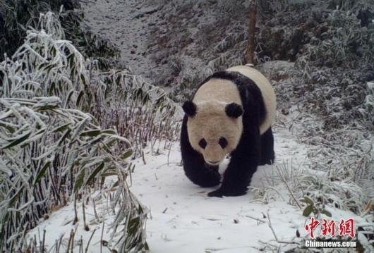 大熊猫行走方式是什么样子的?？大熊猫行走方式是什么样子的森林驿站