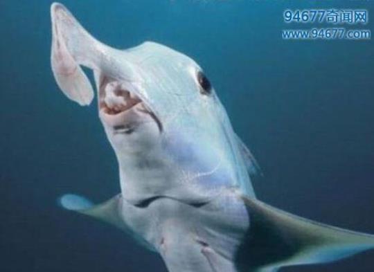 在非洲水域发现新的鲨鱼物种令人兴奋  一种新的鲨鱼和两种鳐鱼