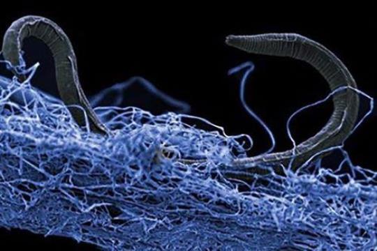 科学家研究地球上的微生物以深入了解其他行星上的生命 