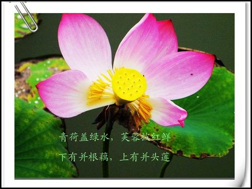 形容莲花成熟的诗句 描写莲花的诗句