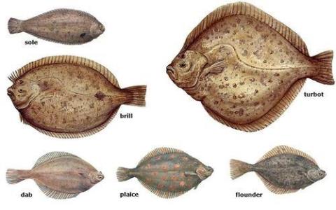 比目鱼是鲽形目鱼类的俗称，因其两只眼睛位于头部同一侧而为大众