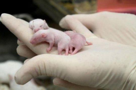 中国科学家成功让公鼠怀孕！顺利诞下10只健康幼崽 
