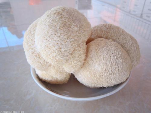 猴头菇图片新鲜 猴头菇粉的作用与功效