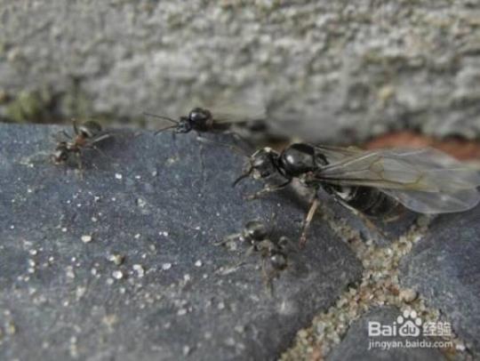 飞蚂蚁咬人后症状图片 蚂蚁咬人后症状图片会有什么反应
