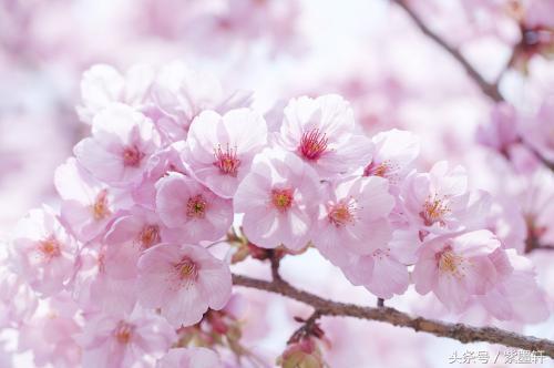 关于于赞美樱花的诗句合集(实用) 关于赞美樱花的诗句古诗五字
