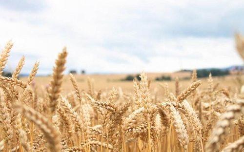 关于描写麦子熟了的诗句合集(精选) 关于描写麦子的诗句