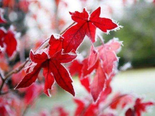 关于形容枫叶冬天的诗句合集(通用) 关于形容枫叶的诗句