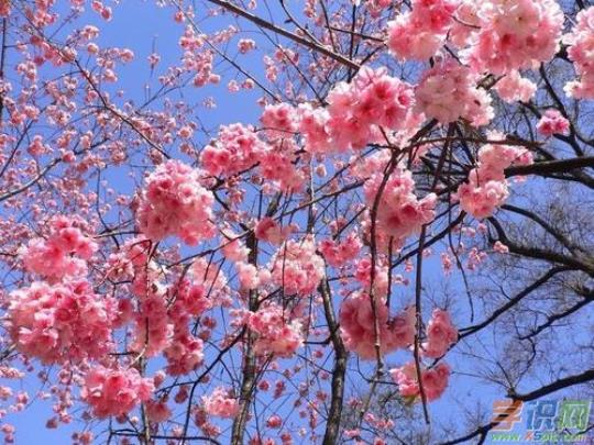 关于描写看樱花时心情的句子大全 关于描写樱花的古诗