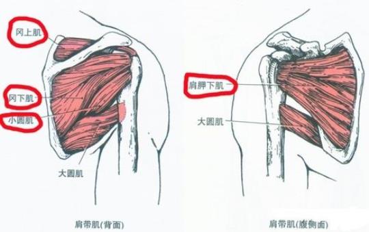 三角肌后束：三角肌后束出现在肩胛冈上，它的主要作用是进行肩关节伸展和向后拉伸，在射箭和游泳运动中常用到三角肌后束。