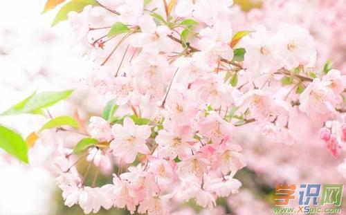 关于樱花的优美的句子大全 赏樱花的优美句子
