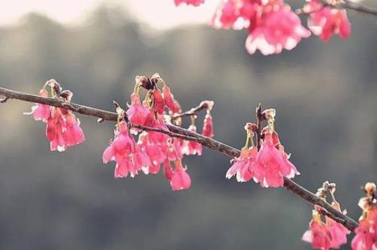 关于冬樱花的诗句古诗合集(通用) 关于樱花诗句里的典故