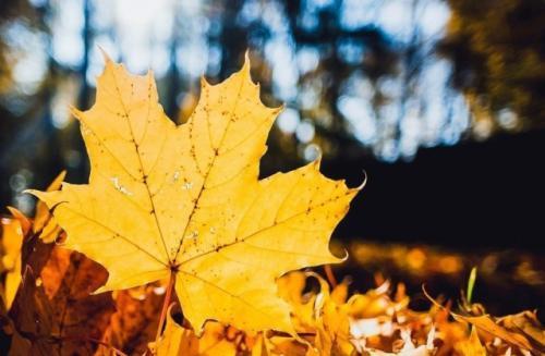 关于讨厌秋天的英文句子说说心情大全 关于讨厌秋天的诗句