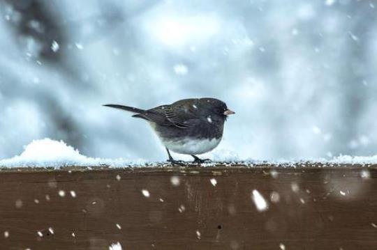 关于冬天形容鸟的诗句合集(通用) 关于冬天形容人的成语